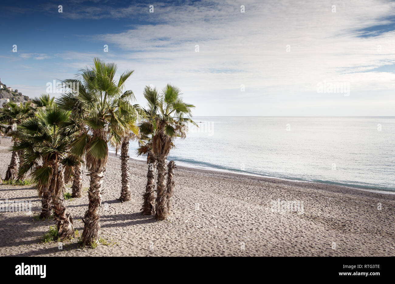 palm trees on a beach Stock Photo - Alamy