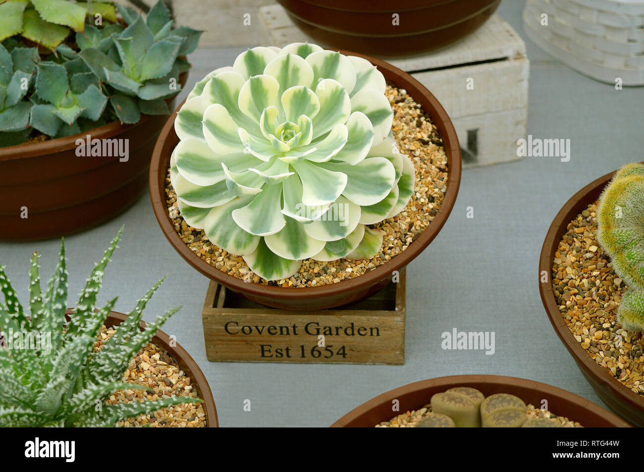 Echeveria Compton Carousel, this plant is a succulent, adapted for arid environments Stock Photo