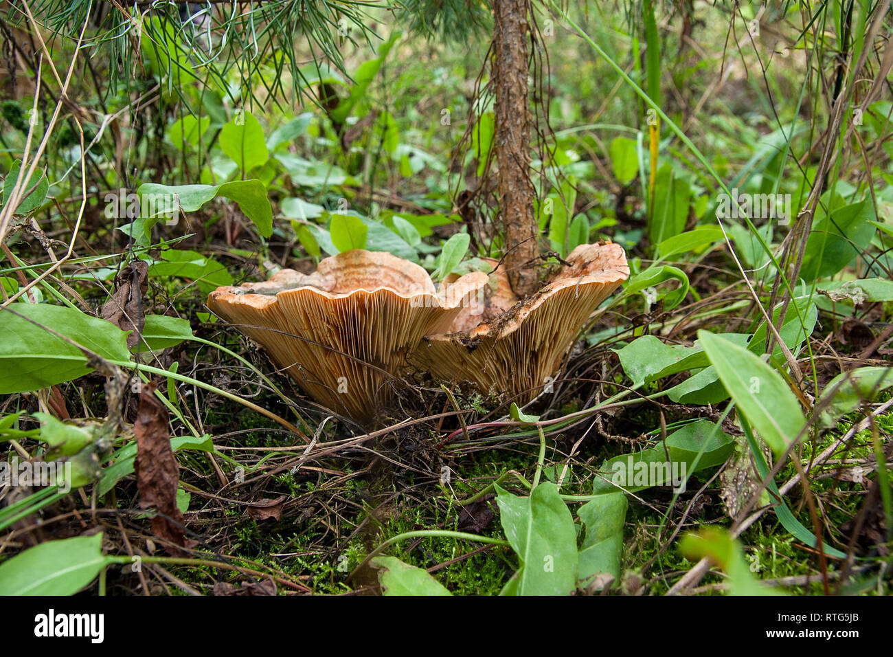 Edible Orange Milk Cap, or False Saffron Milk Cap mushroom, Lactarius deterrimus, among needles