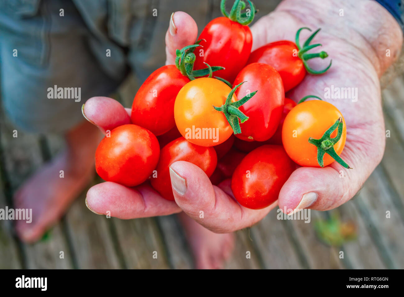 Man's hand  holding ripe red tiny tomato. Stock Photo