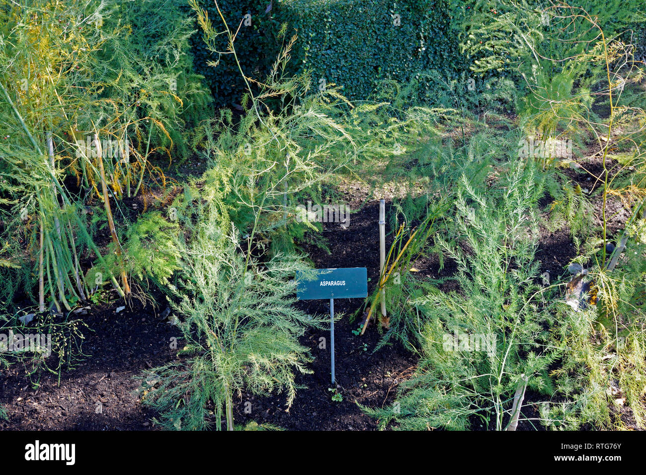 Asparagus plants (Asparagus officinalis) in the gardens at the