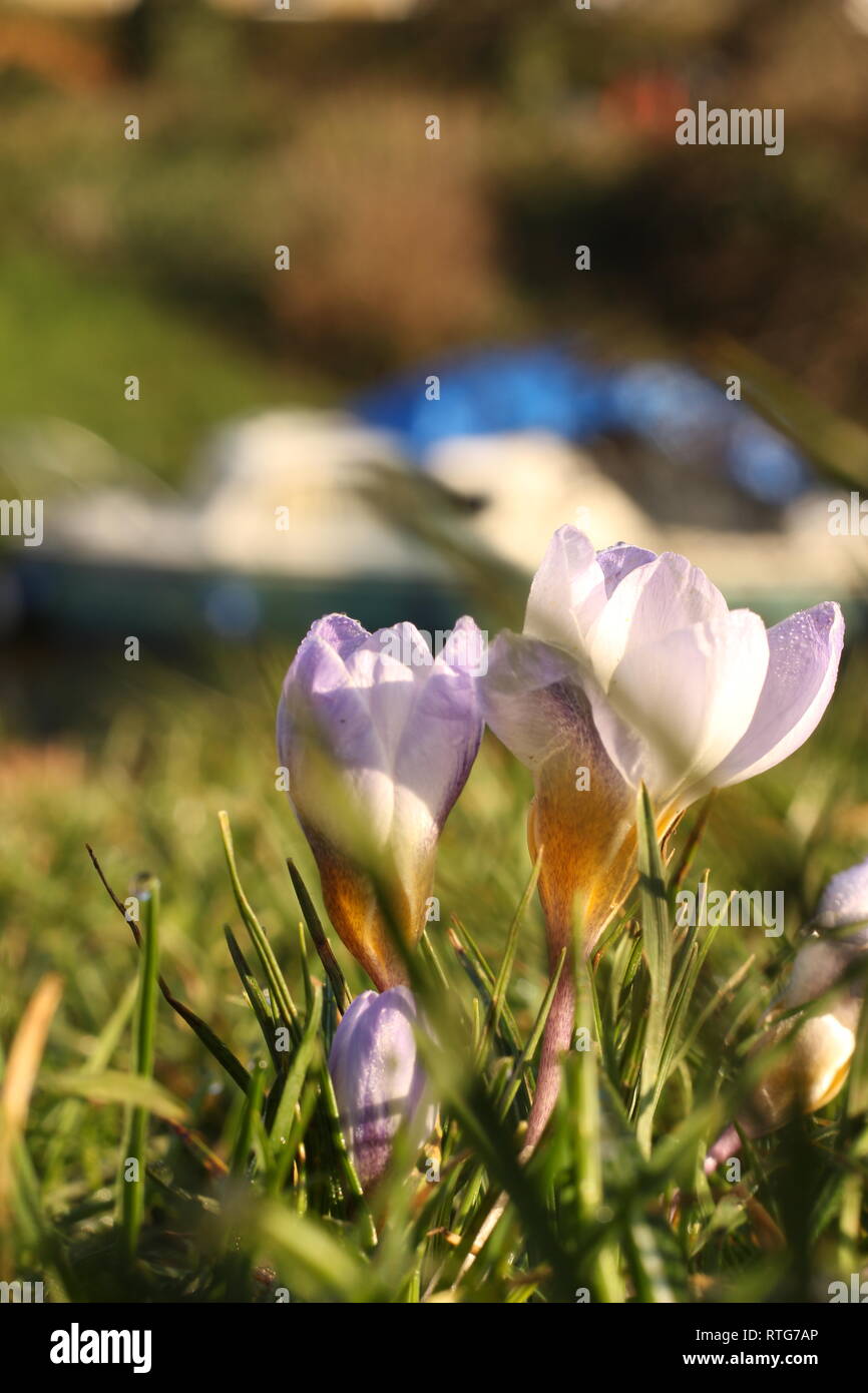 Purple crocus in spring hi-res stock photography and images - Alamy