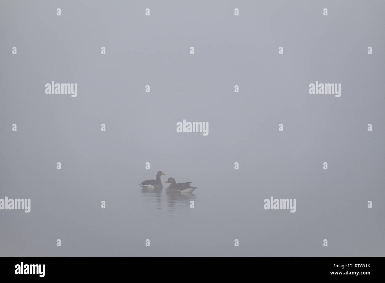 Two Greylag Geese on a hazy morning, centre frame, Elter Water, Lake District, UK Stock Photo