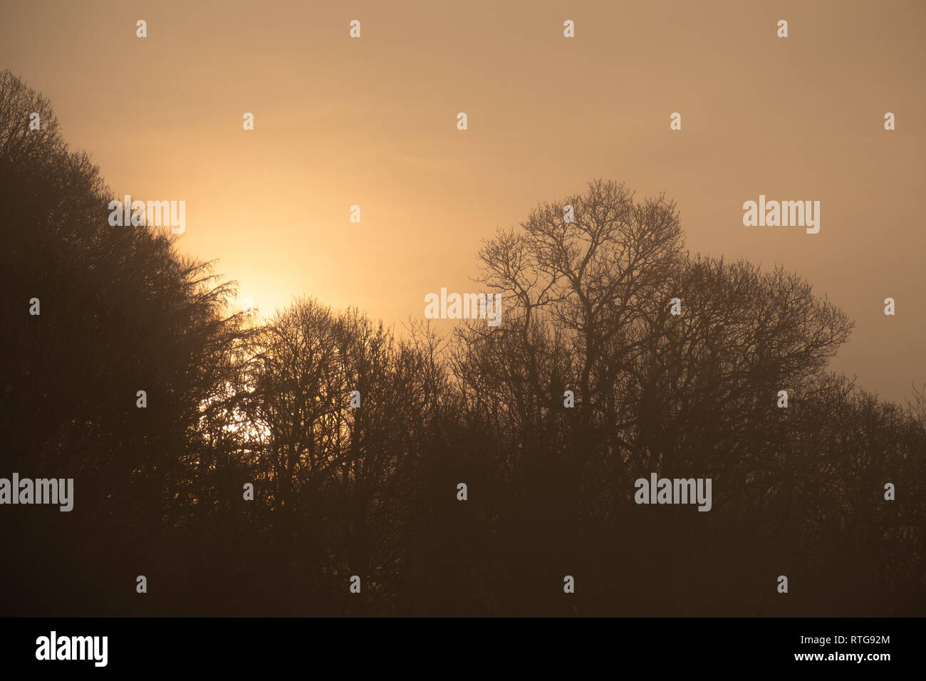 Trees silhoutted againast the rising sun, Lake District, UK Stock Photo