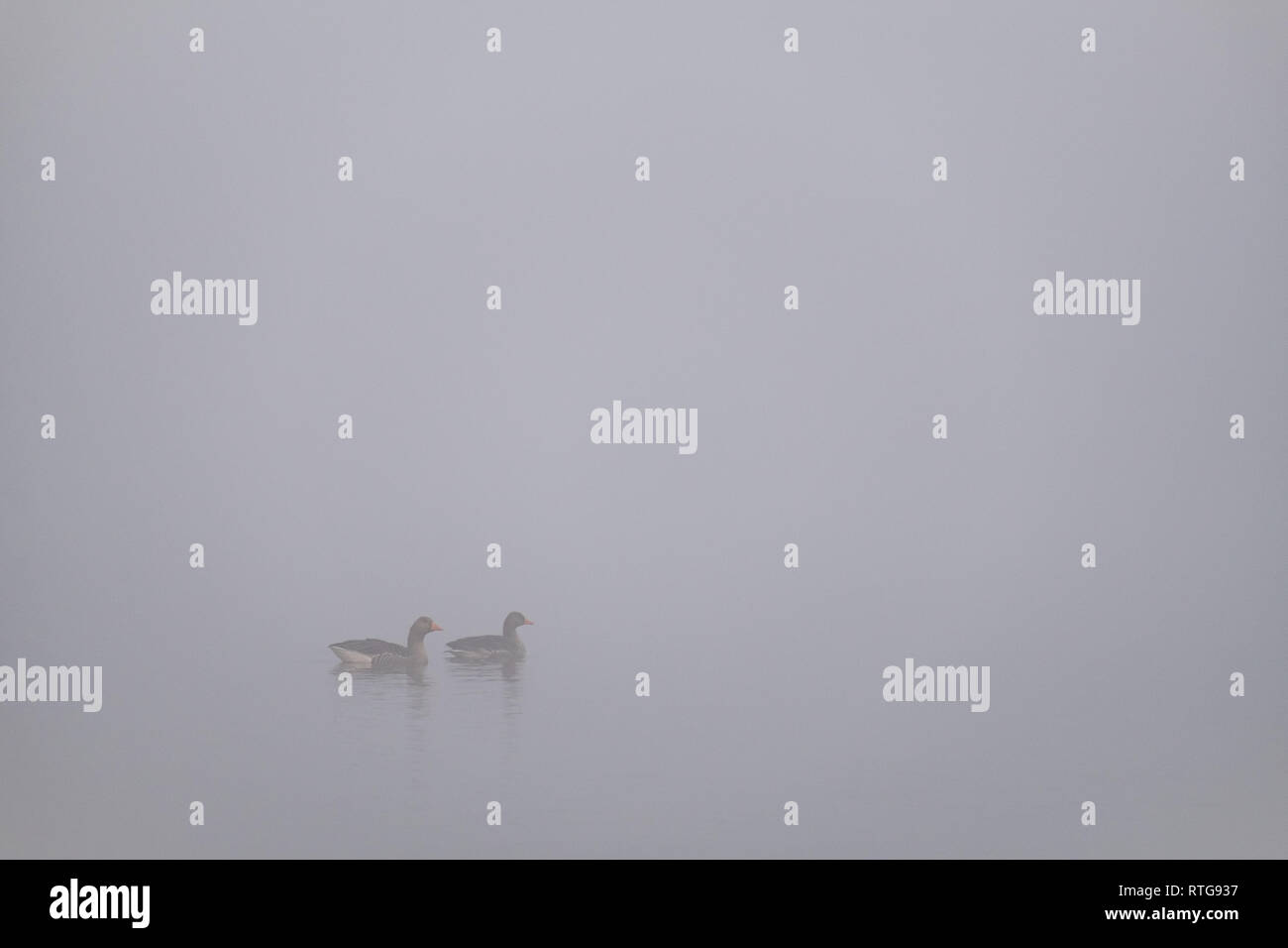 Two Greylag Geese on a hazy morning swimming left to right, Elter Water, Lake District, UK Stock Photo