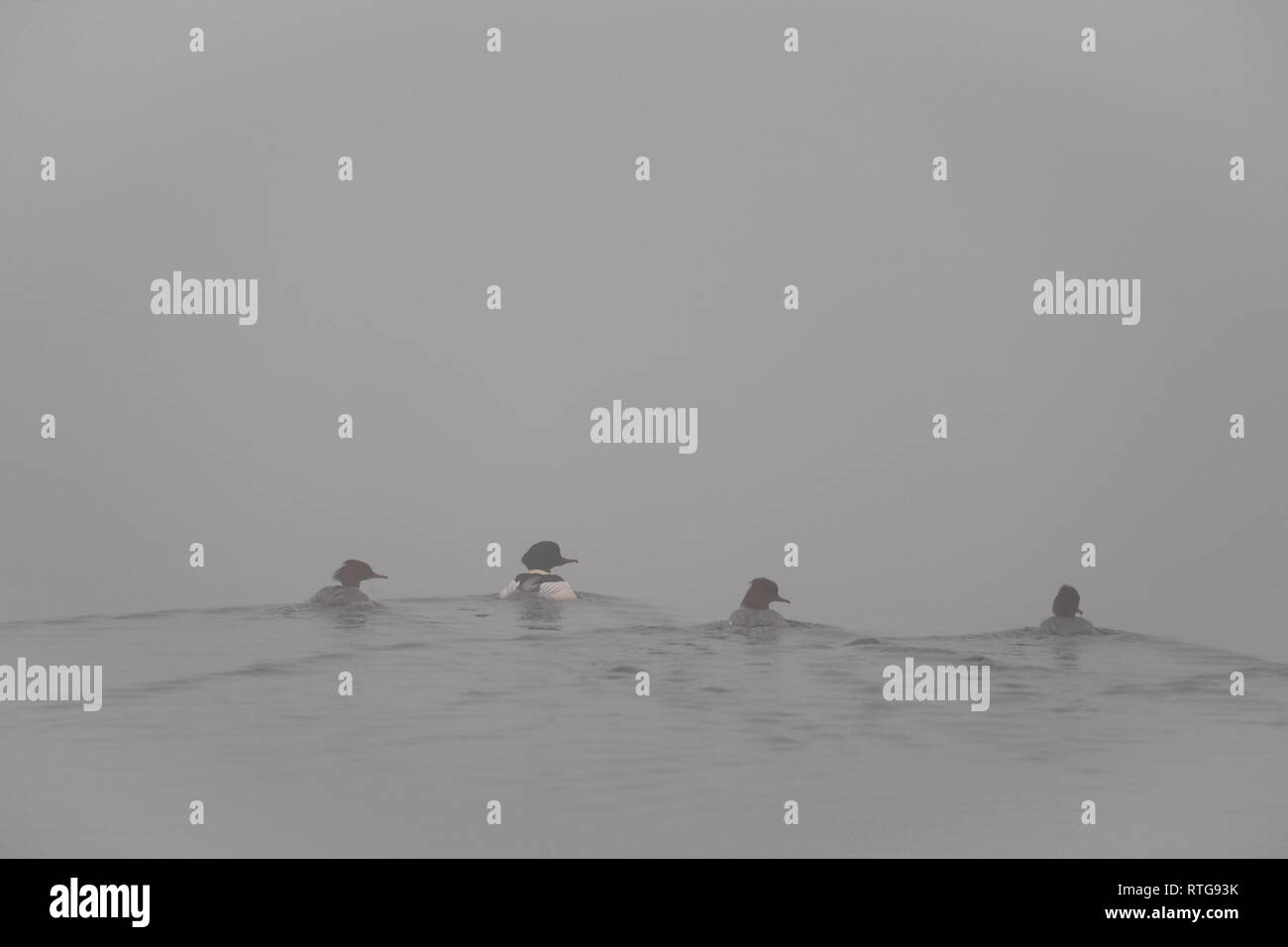 Four Goldeneye ducks (one male, three female) swimming away on a hazy morning, all looking right, Elter Water, Lake District, UK Stock Photo