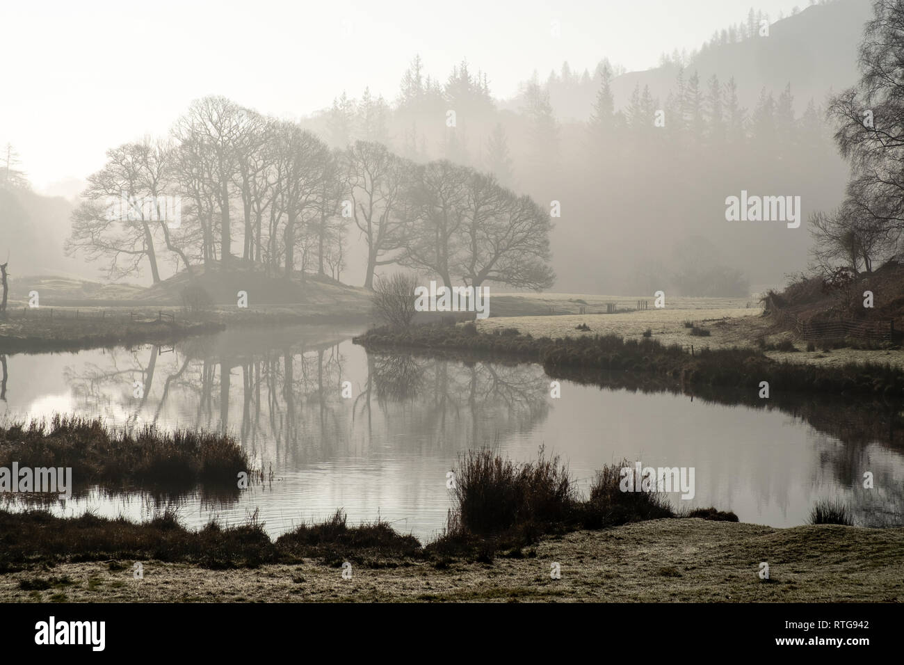Early morning mist hanging over a group of trees and the River Brathay between Elterwater and Skelwith Bridge, Lake District, UK Stock Photo