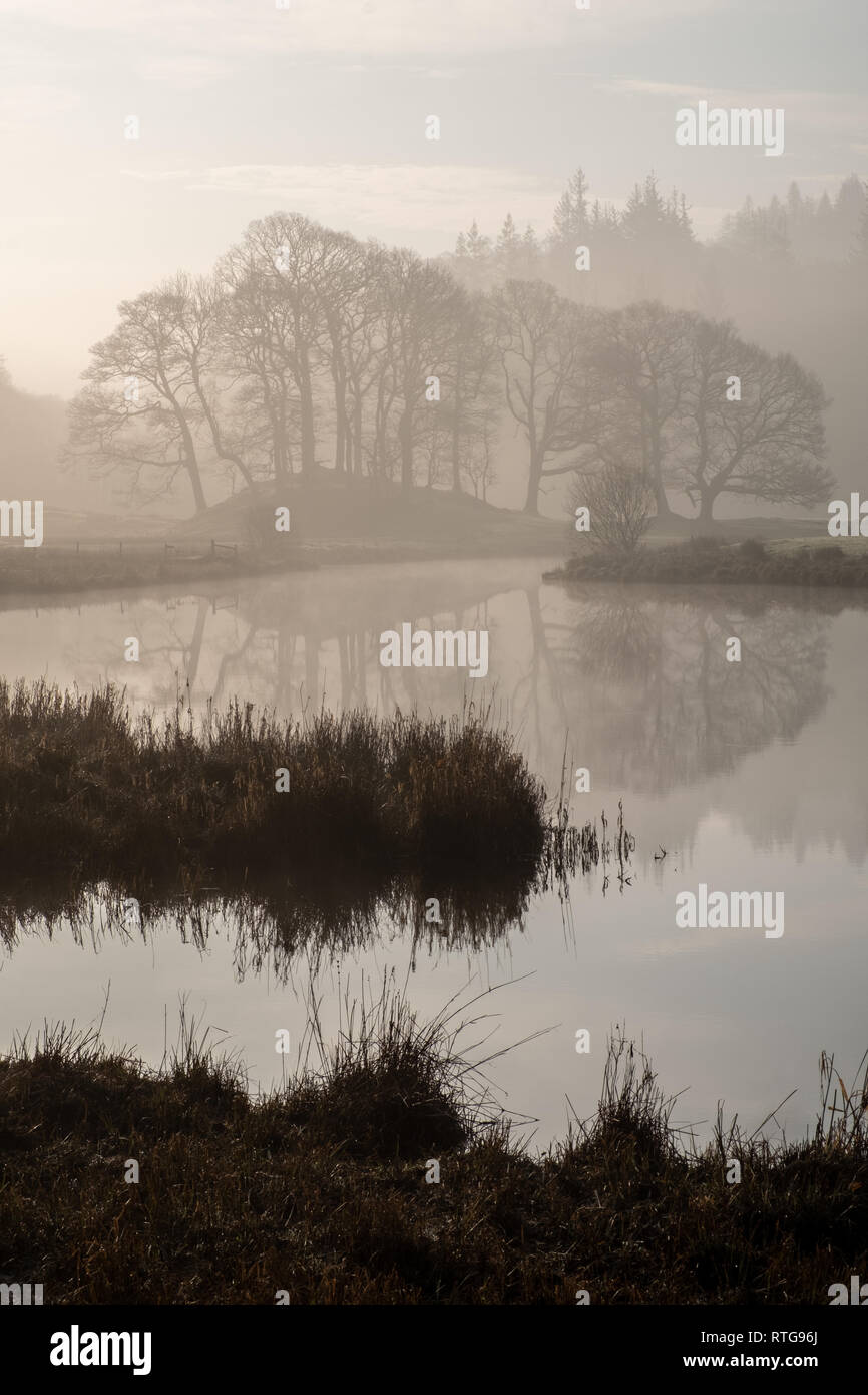 A groupof trees seen through early morning mist over the River Brathay between Elterwater and Skelwith Bridge, Lake District, UK Stock Photo