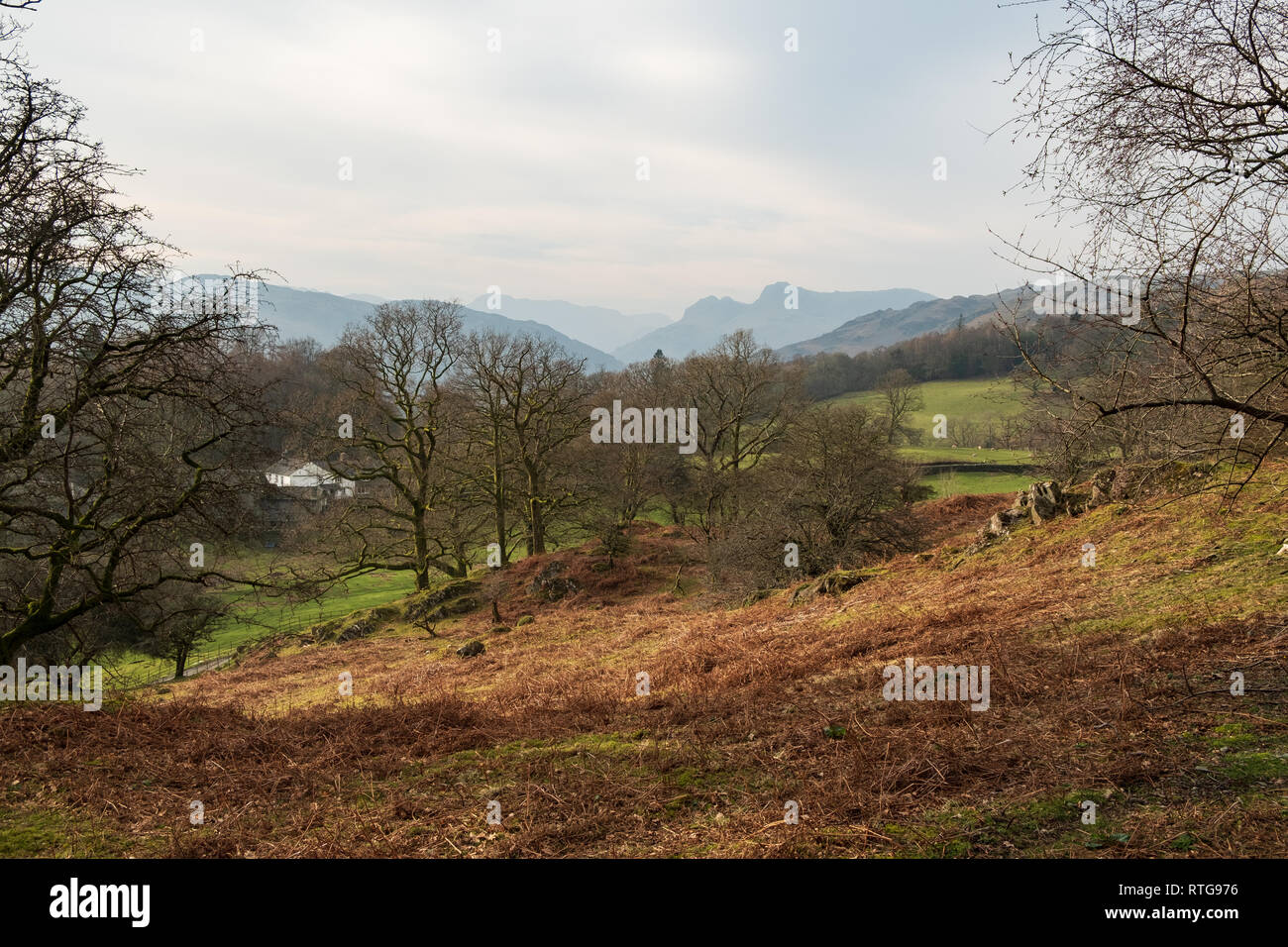 The Langdale Pikes seen above sunlight falling on trees and brown bracken covering the lower slopes of Loughrigg Fell, Lake District, UK Stock Photo