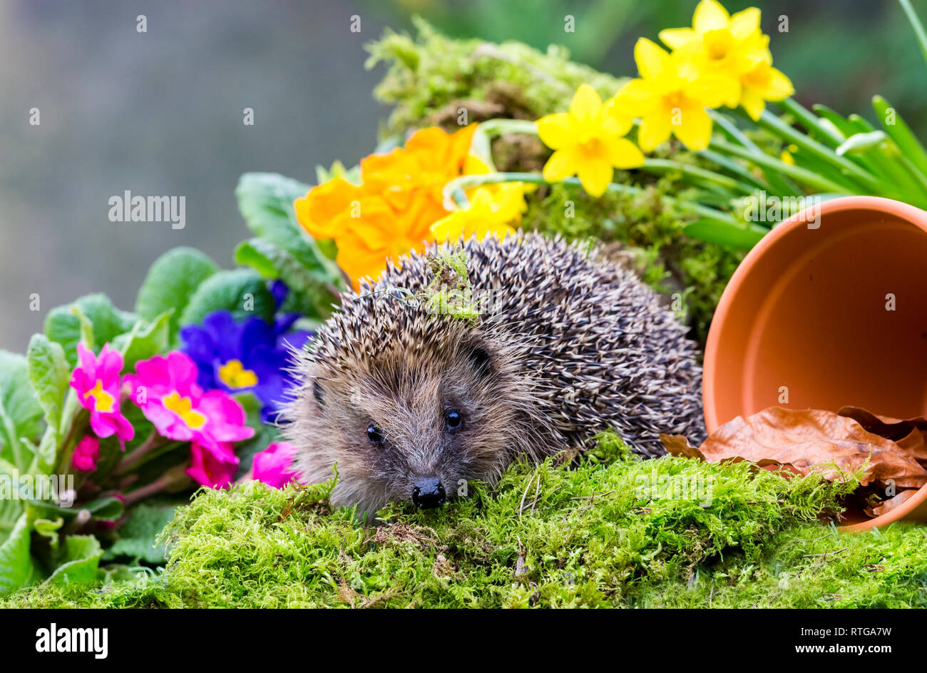 Hedgehog, (Erinaceus Europaeus) facing forward in natural garden