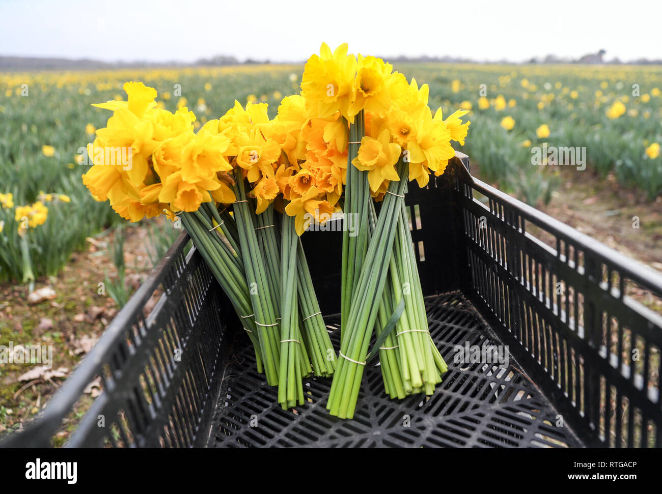 Field Daffodils:Fresh Daffodils