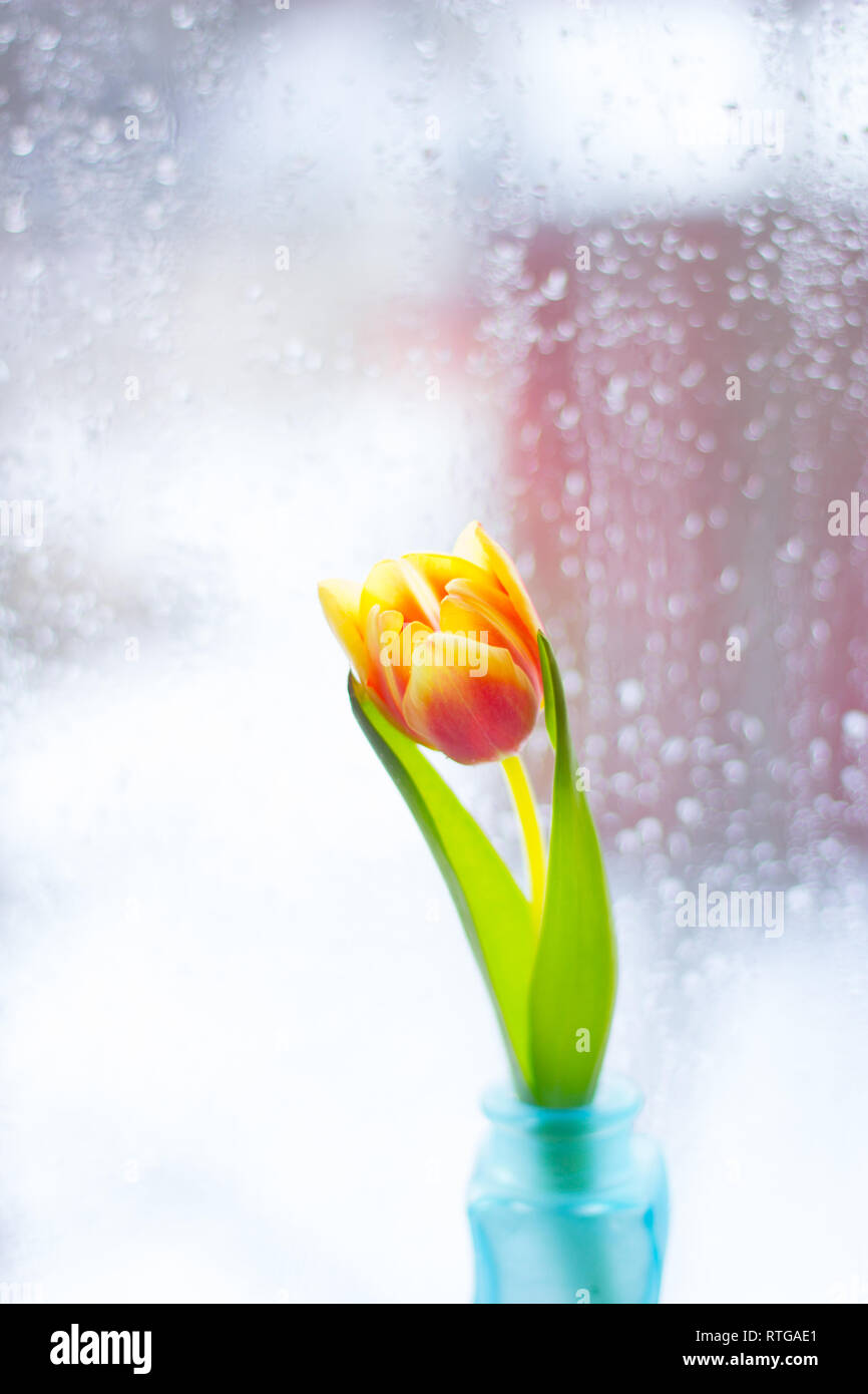 Vase With Tulips Several Vases With Tulips Bright Spring Card