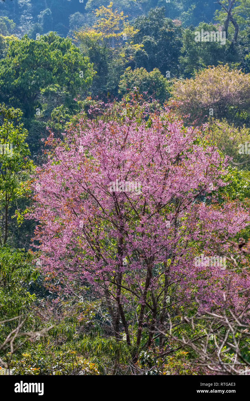 Close up pink sakura hi-res stock photography and images - Alamy