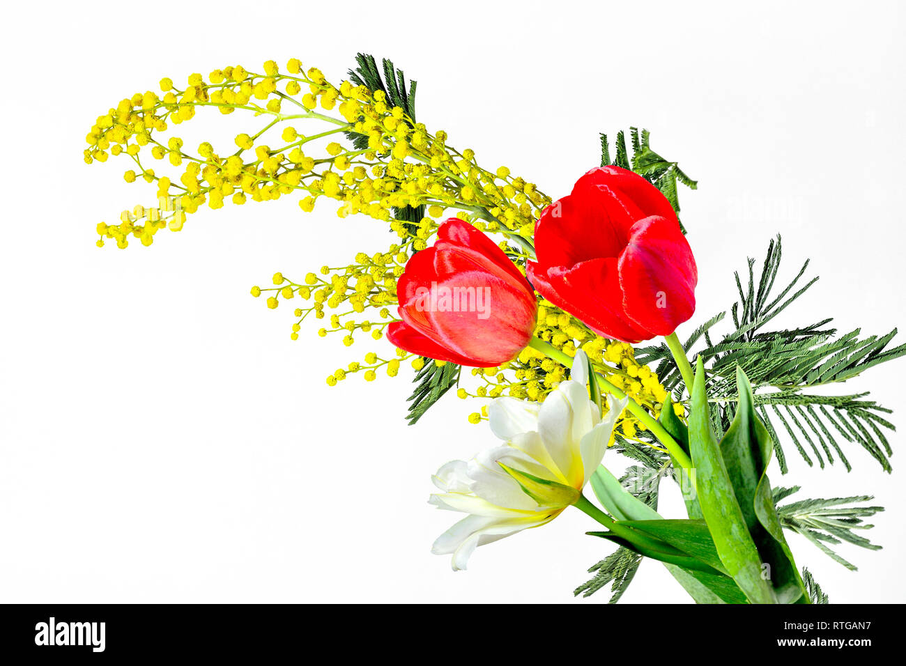 Spring bouquet of red and yellow-white tulips and branch of blossoming mimosa (Acacia dealbata) close up on white background isolated with space for t Stock Photo