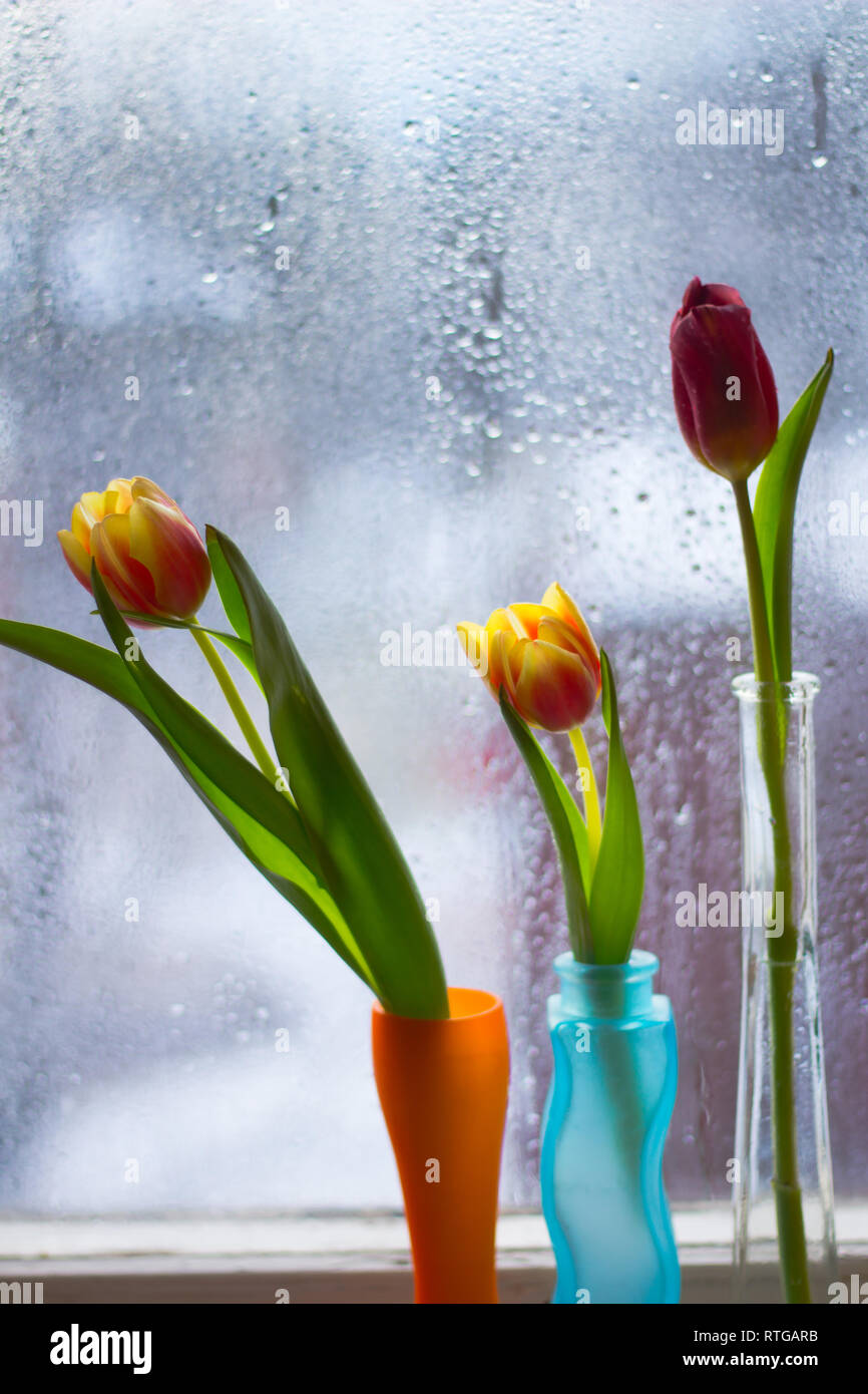 Vase With Tulips Several Vases With Tulips Bright Spring Card