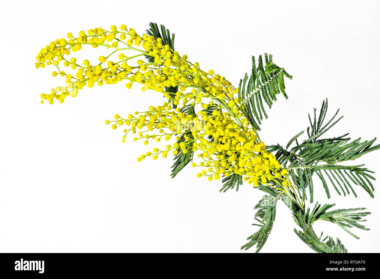 Branch of blossoming mimosa (Acacia dealbata) with bright yellow fluffy flowers and gentle green leaves close up, on white background isolated. Early  Stock Photo