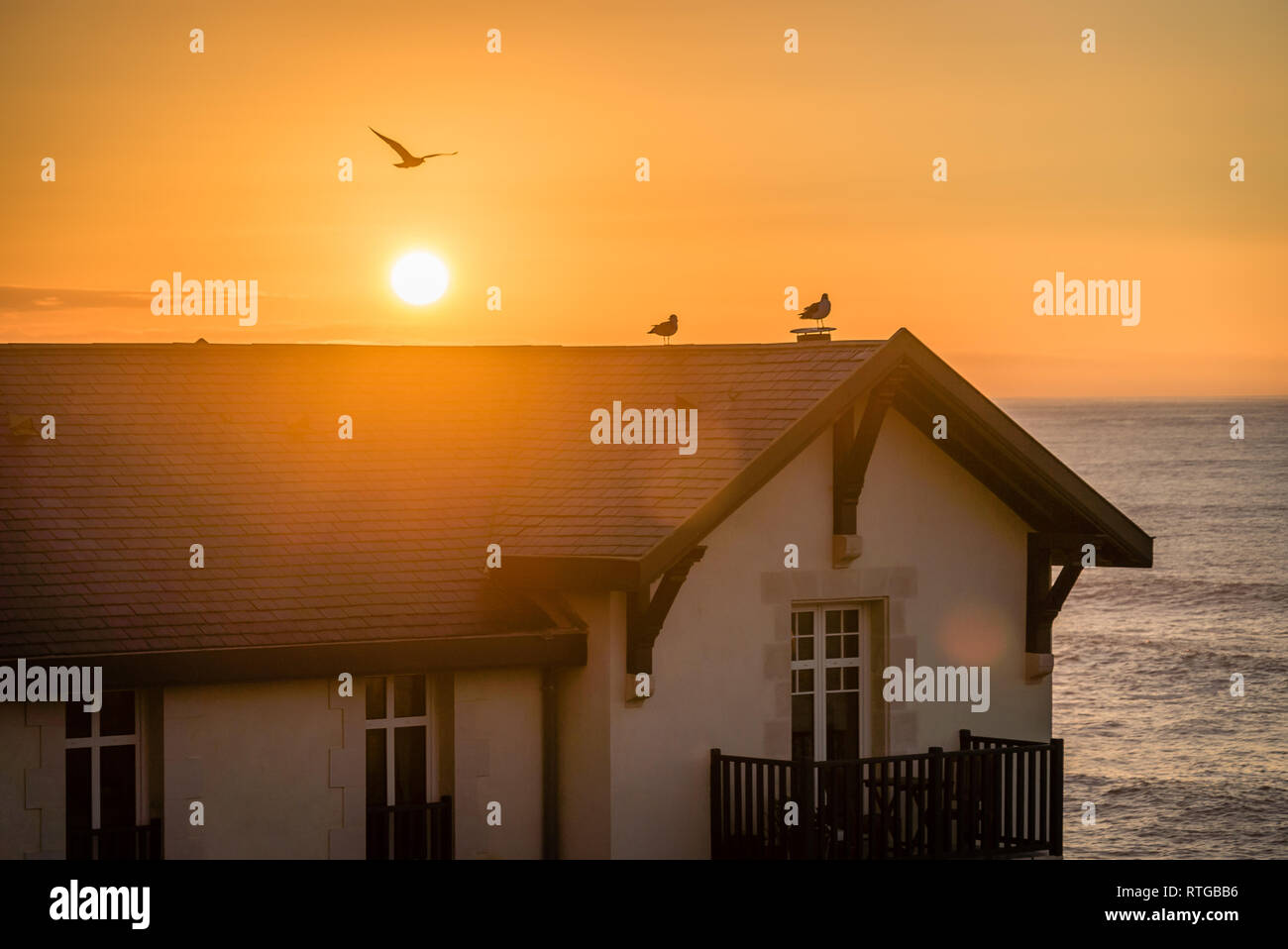 Birds on a roof in the sunset with ocean in the background Stock Photo