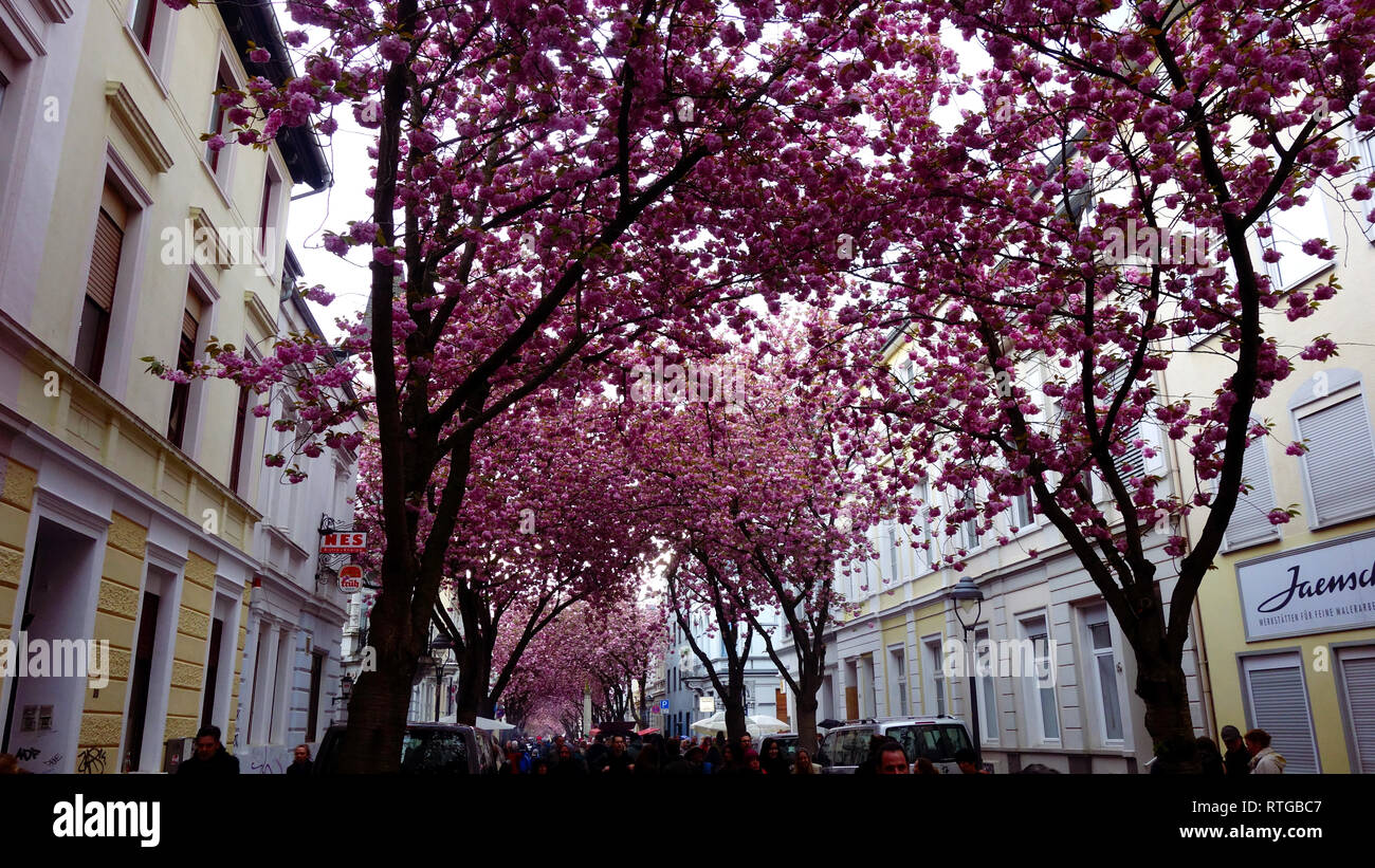 Cherry Flower Festival in Bonn Germany. Kirschblütenfest in Bonn Stock Photo