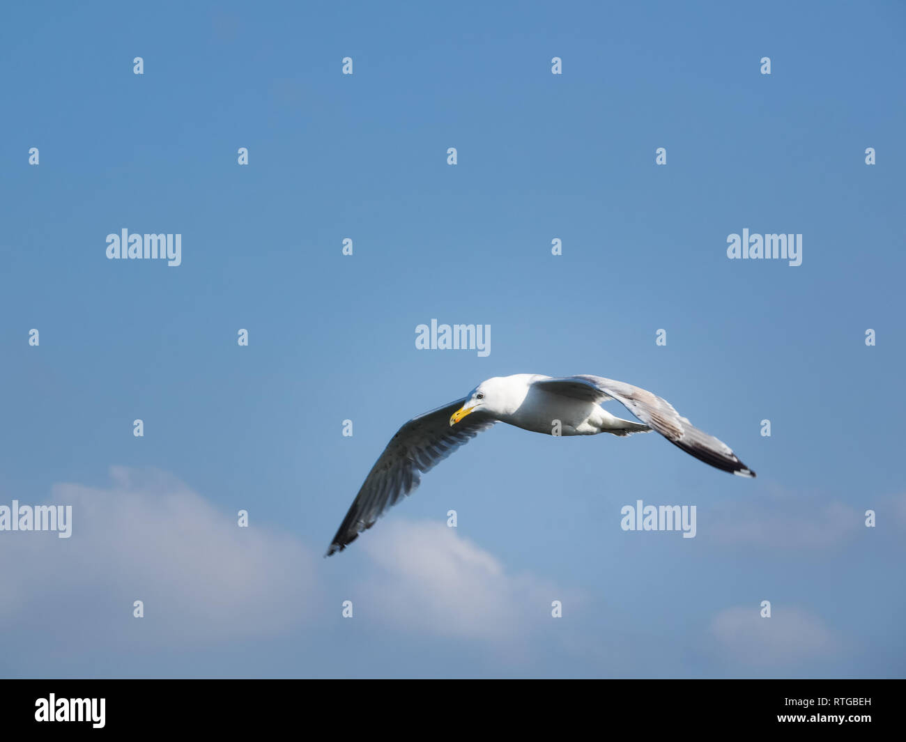 One flying herring gull isolated on blue sky Stock Photo