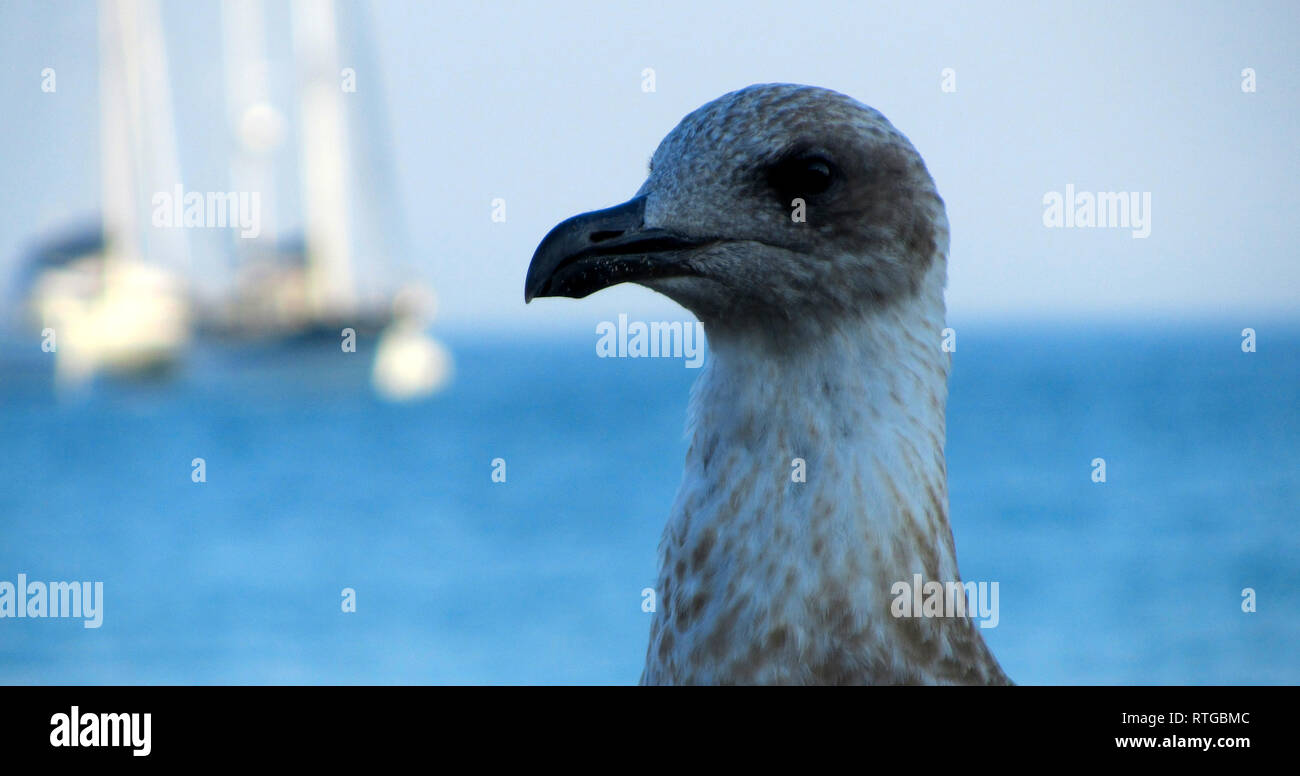 Seagull at beach in Lisbon Stock Photo