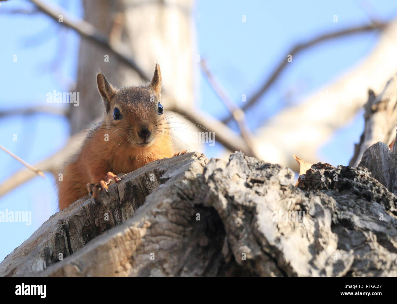 Wikd Squirrel A wild squirrel Stock Photo - Alamy