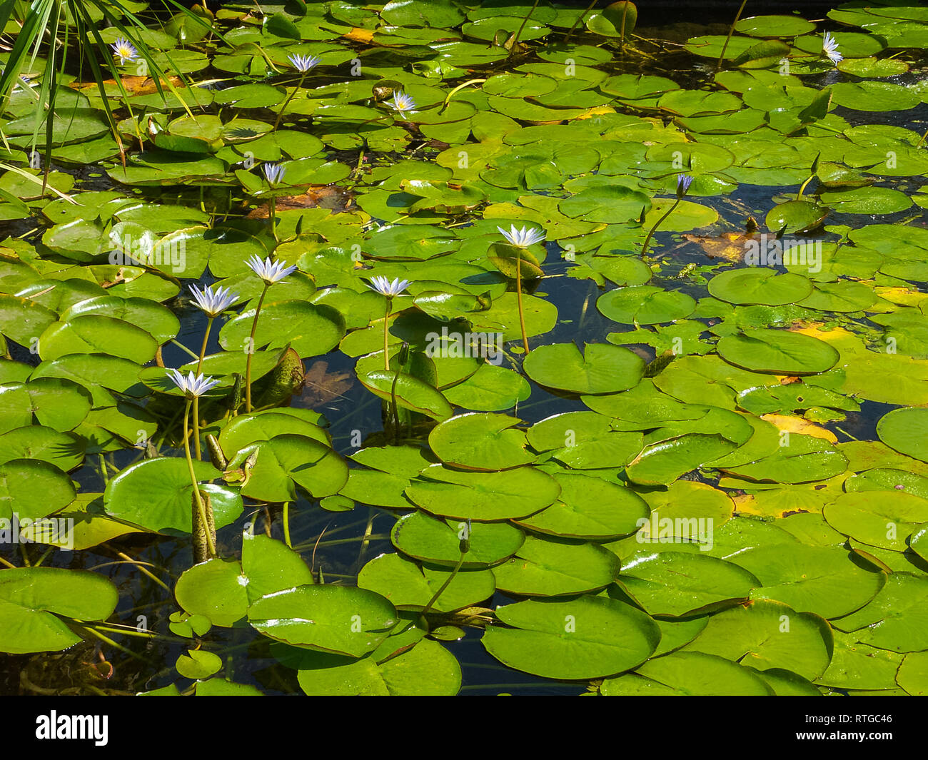 Egyptian lilies hi-res stock photography and images - Alamy