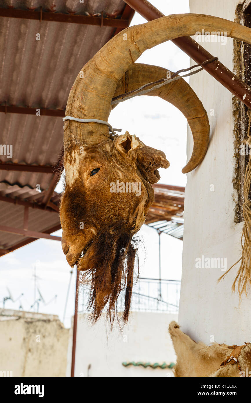 dead goat's head with horns hang on the wall Stock Photo Alamy