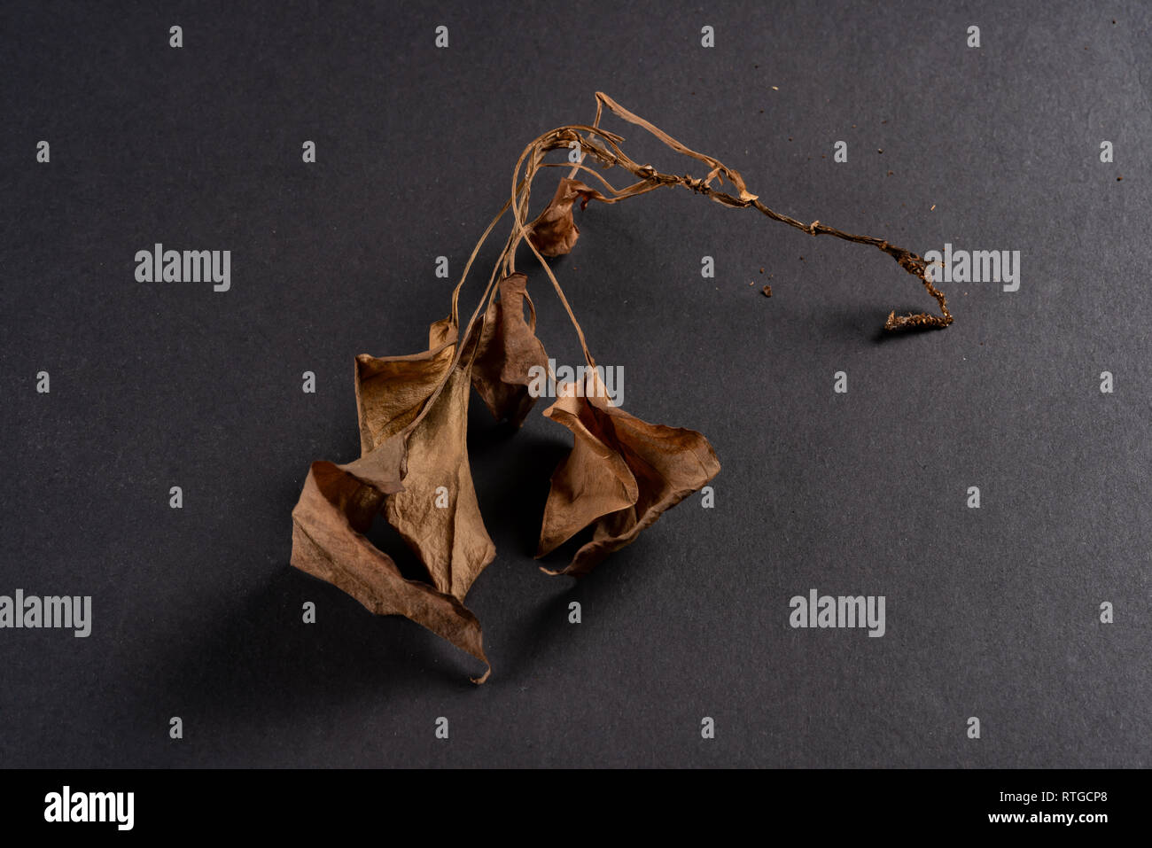 Faded Leaf On A Dark Background Stock Photo 238847792 Alamy