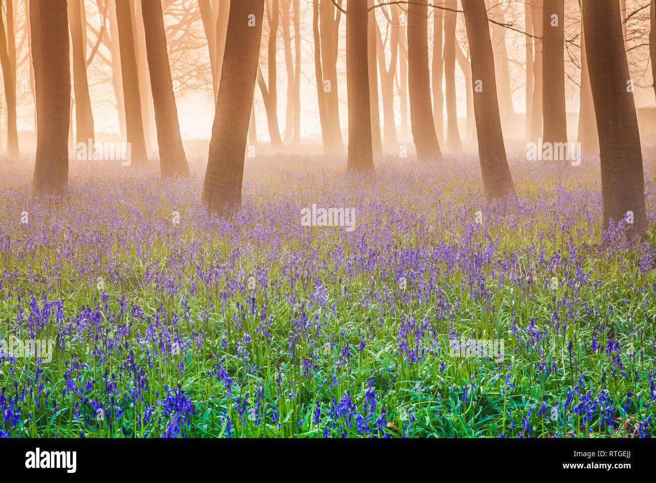British flora hi-res stock photography and images - Alamy