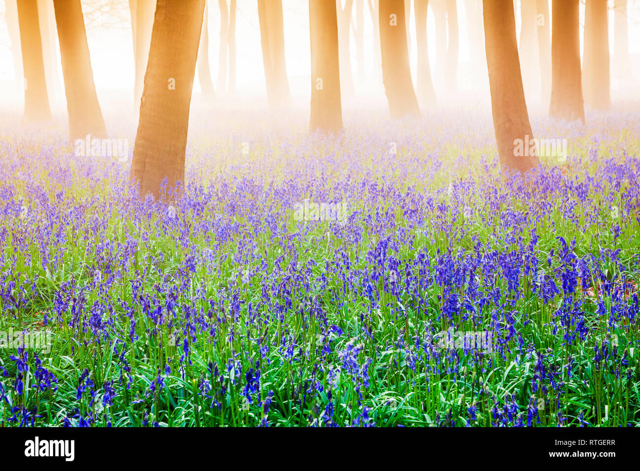 Bluebell Woods at sunrise. Stock Photo