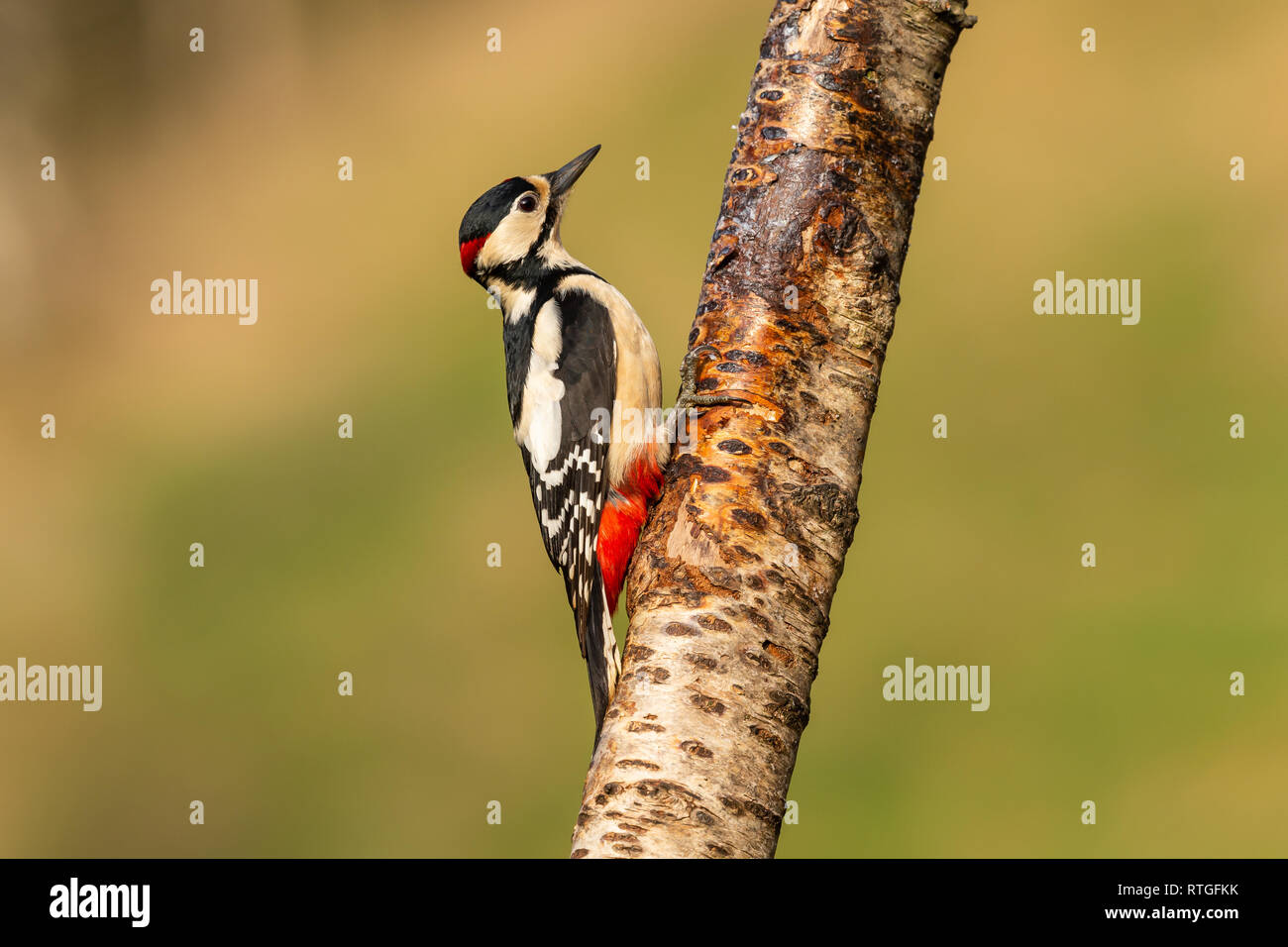 A great spotted woodpecker (Dendrocopos major) clings to the trunk of a silver birch tree Stock Photo