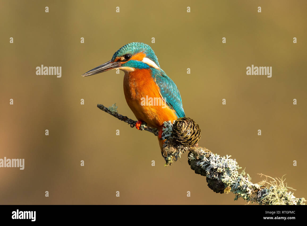 A male kingfisher (Alcedo atthis) perched on a branch in the sun Stock Photo