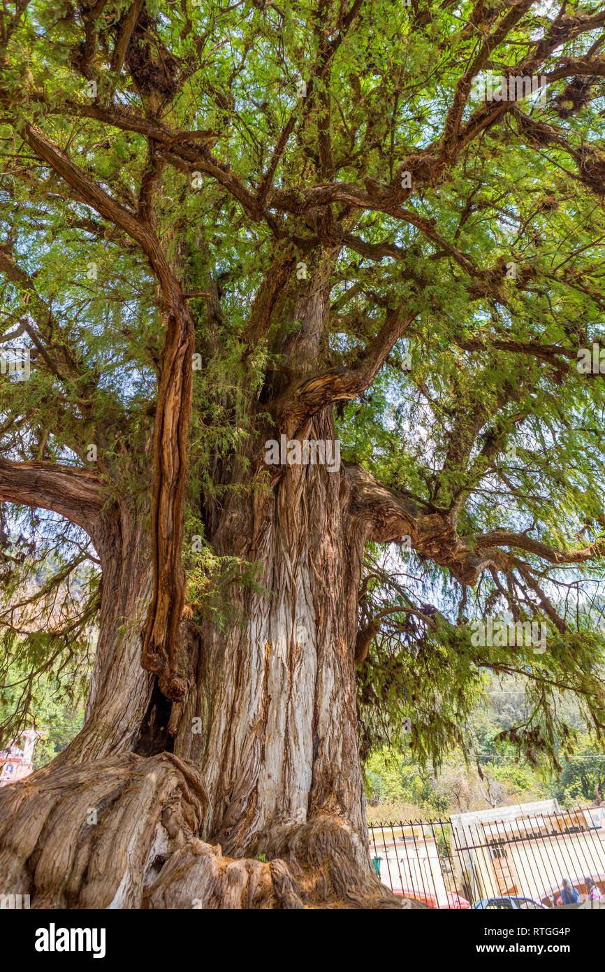 Sacred tree, Montezuma cypress, Taxodium mucronatum, Ahuehuete, Mexico Stock Photo