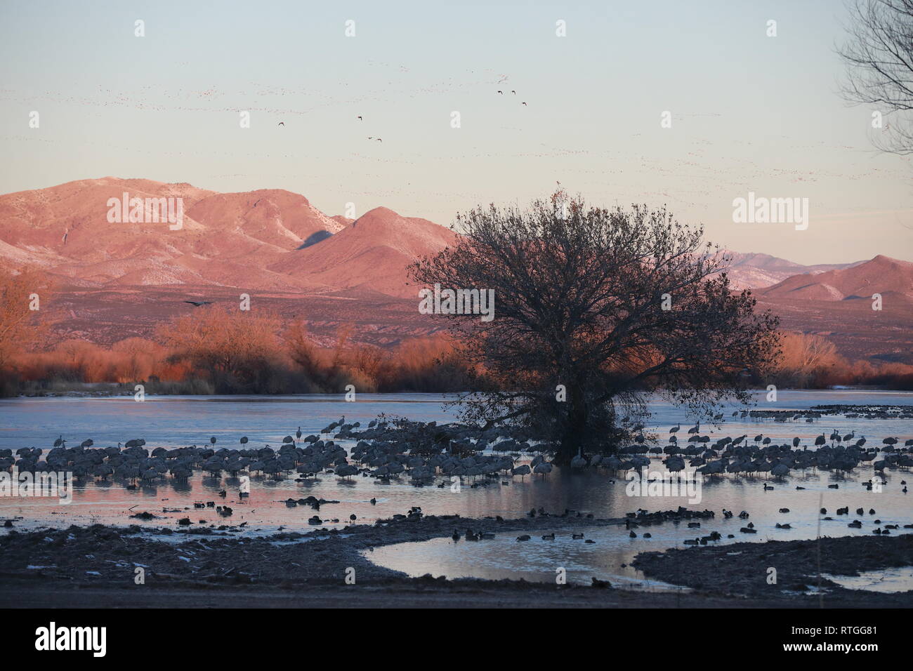 Sandhill Crane Bosque del Apache Wildlife Reserve New Mexico USA Stock