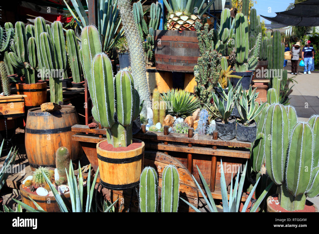 Nopales (cactus) Peeler, Market in Mazatlan, MX