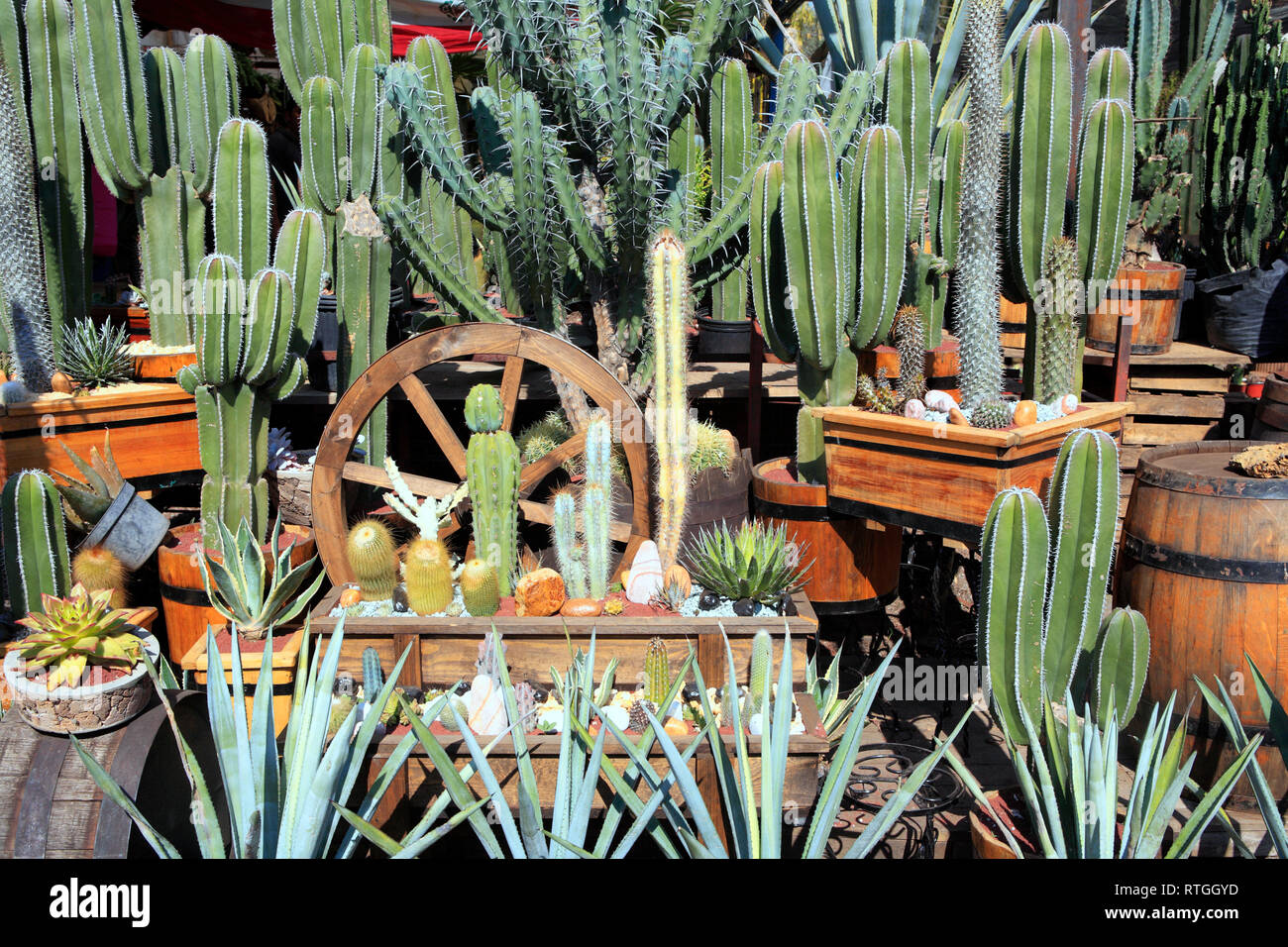 https://c8.alamy.com/comp/RTGGYD/cactuses-on-flower-market-cuemanco-mexico-df-mexico-RTGGYD.jpg