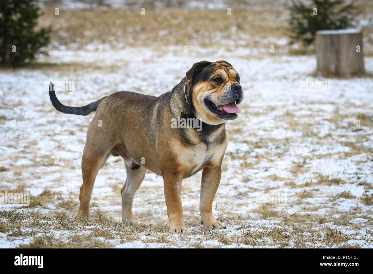 Ca de Bou (Mallorquin Mastiff) male dog stands outdoors Stock Photo