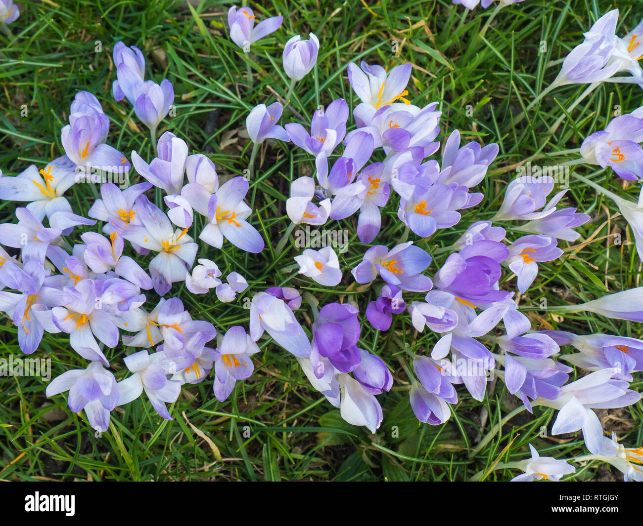 Violet Flowers at the Flora in Cologne, Germany, are the first blossoming plants in spring Stock Photo