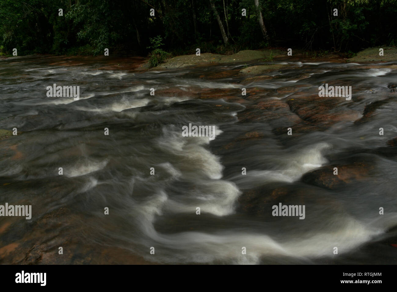 Arroyo (Stream) Mina in a rainforest, surrounded by exuberant