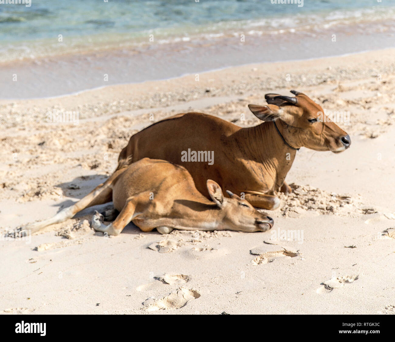 Cows and Bulls on the coast of Gili Trawangan island in Indonesia. Stock Photo