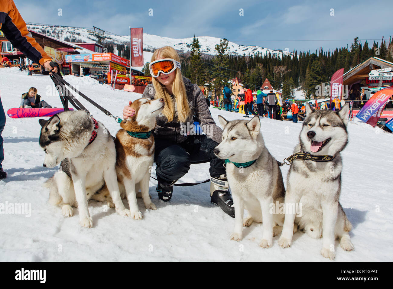 Хаски парк сочи красная поляна. Дог треккинг с хаски шерегеш. Хаски парк абзаково. Собачьи упряжки хаски. Хаски шерегеш.