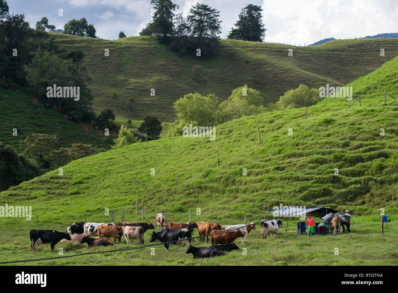 Donmatias, Antioquia, Colombia: Cowboy milk cows Stock Photo