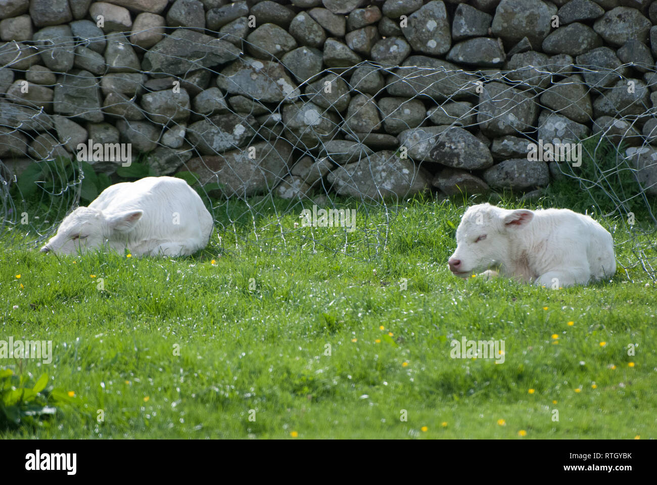 New born Calves and Mother. View from Cottage at aberdyfi in Wales, UK. Stock Photo
