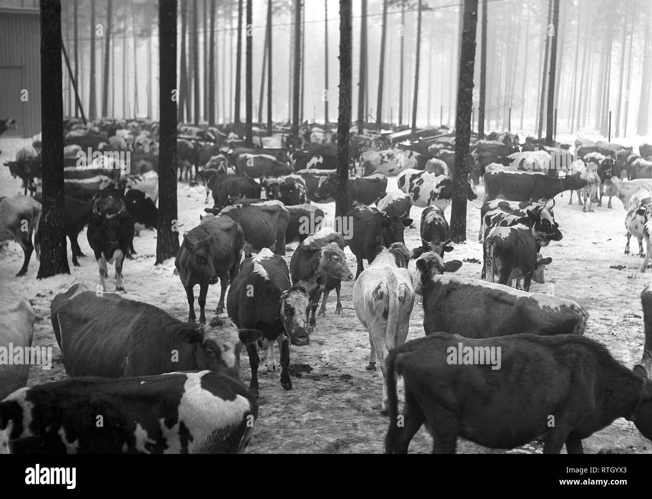 The Winter War. A military conflict between the Soviet union and Finland. It began with a Soviet invasion on november 1939 when Soviet infantery crossed the border on the Karelian Isthmus. About 9500 Swedish volunteer soldiers participated in the war. Here on the Karelian Isthmus hundreds of cows is rounded up as their owners have been evacuated.   December 1939. Photo Kristoffersson ref 93-4. Stock Photo