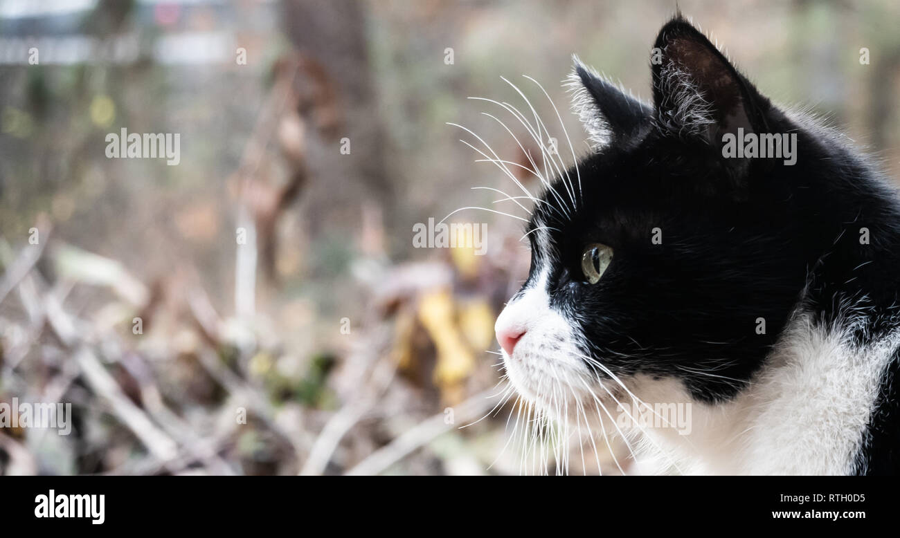 Profile of a small old cat with black and white coat in front of a blurred background with a lot of free space. Stock Photo