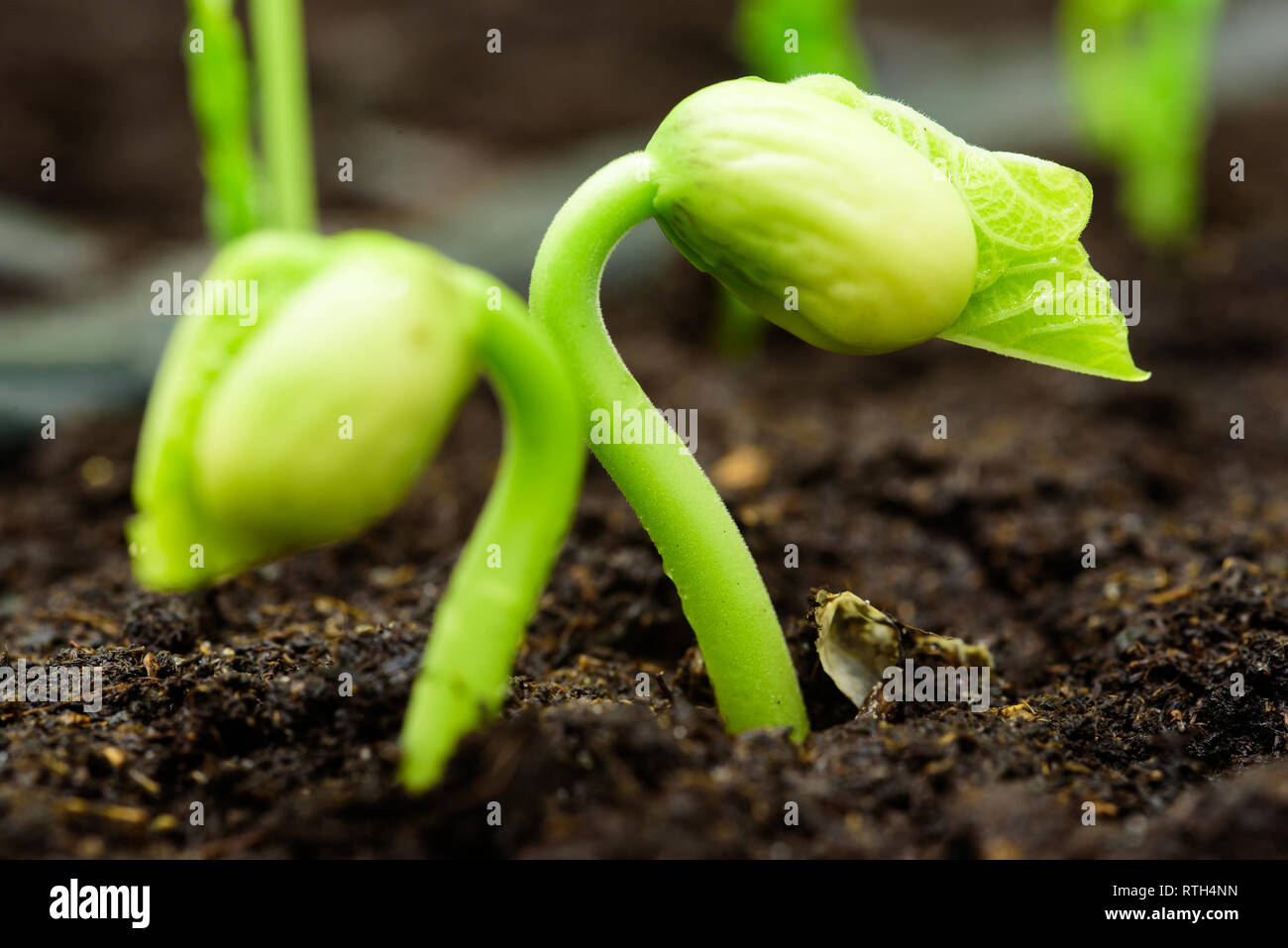 Fresh bean sprout breaking through the soil. Stock Photo