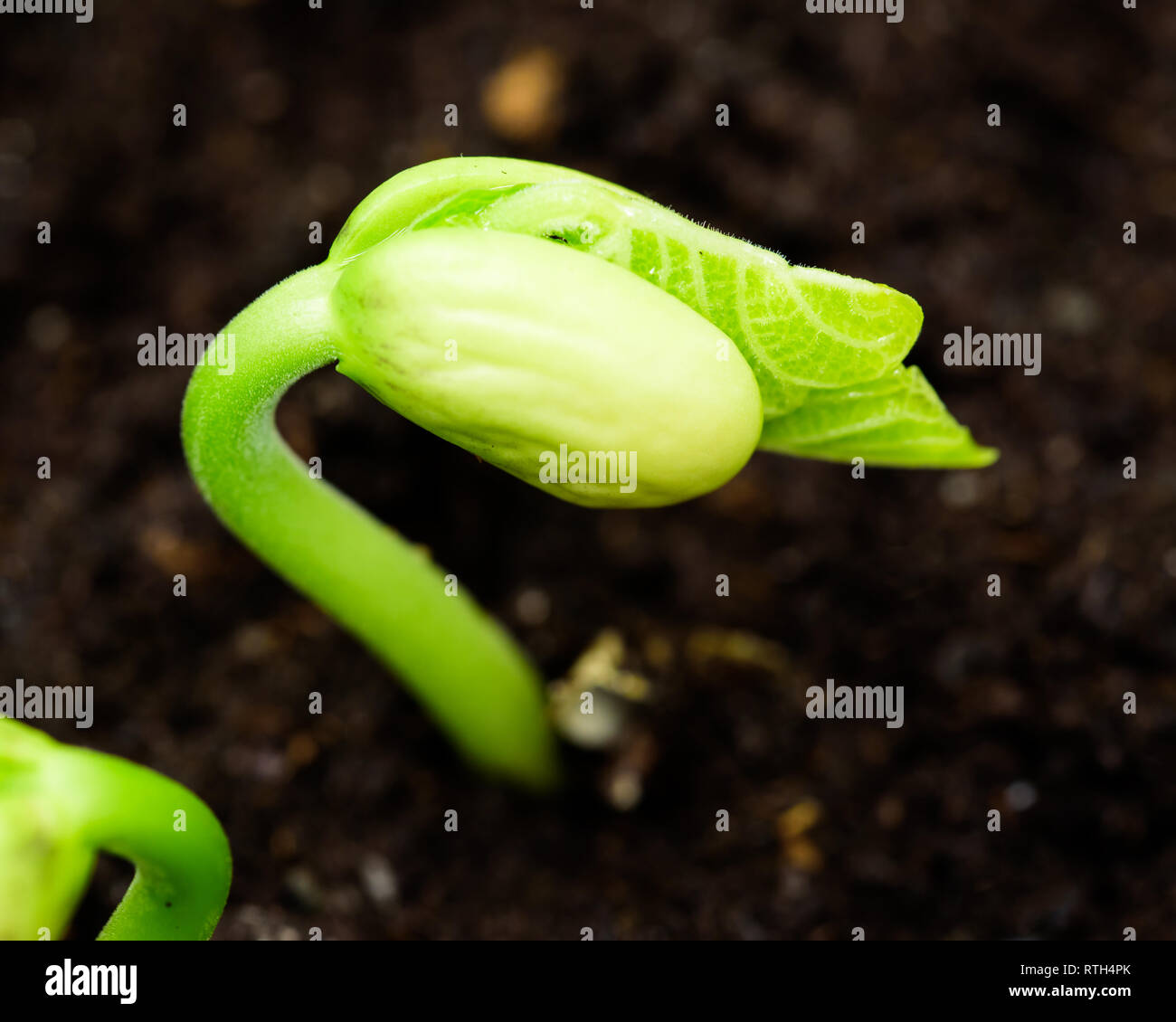 Fresh bean sprout breaking through the soil. Stock Photo
