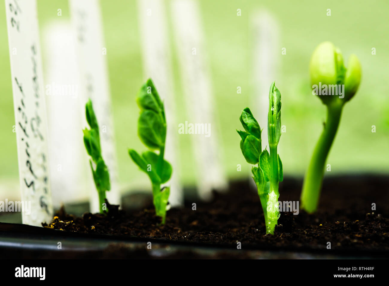 Fresh pea sprouts breaking through the soil. Stock Photo