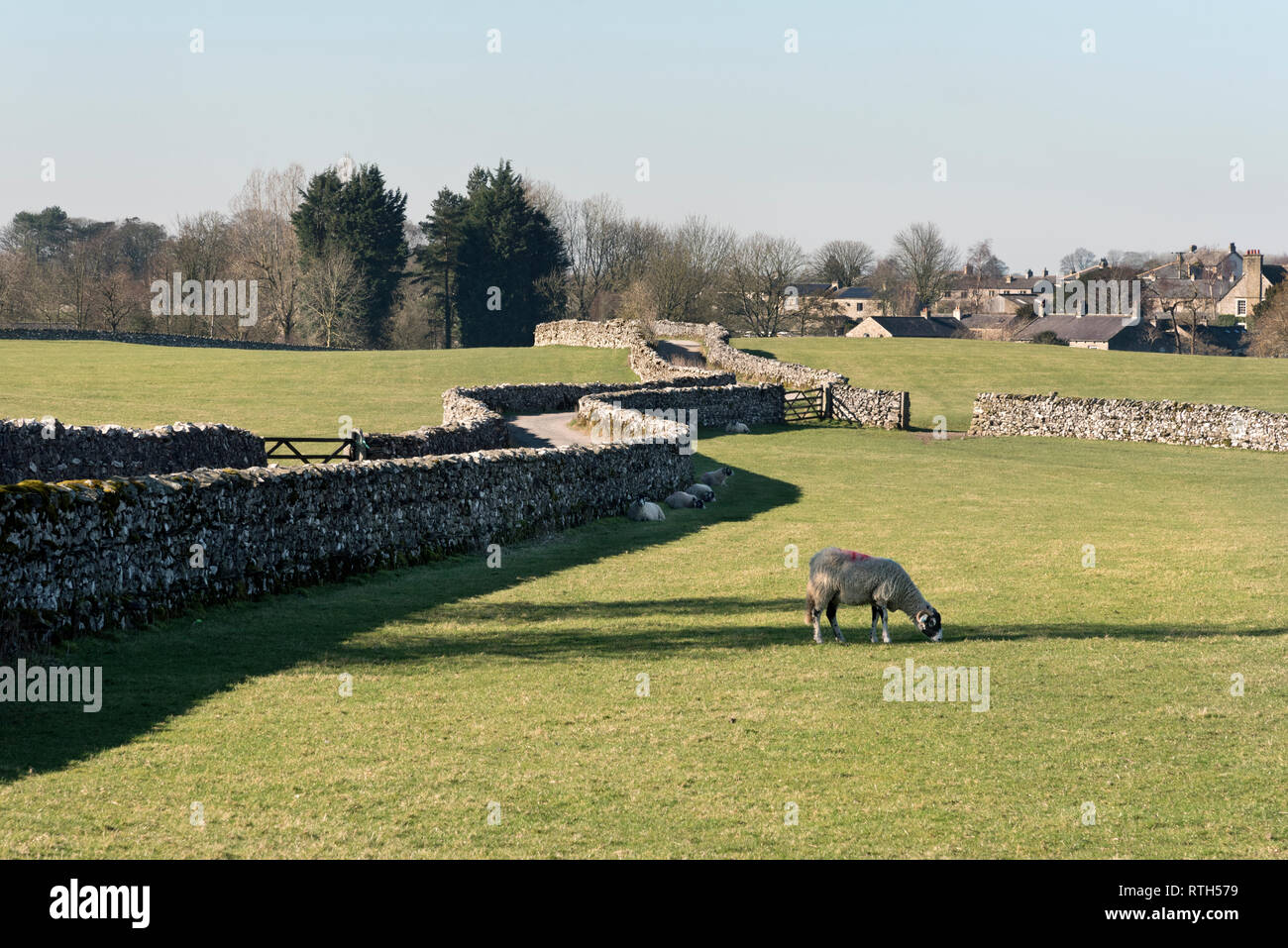 Swaledale sheep graze at the Yorkshire Dales village of Austwick. Stock Photo