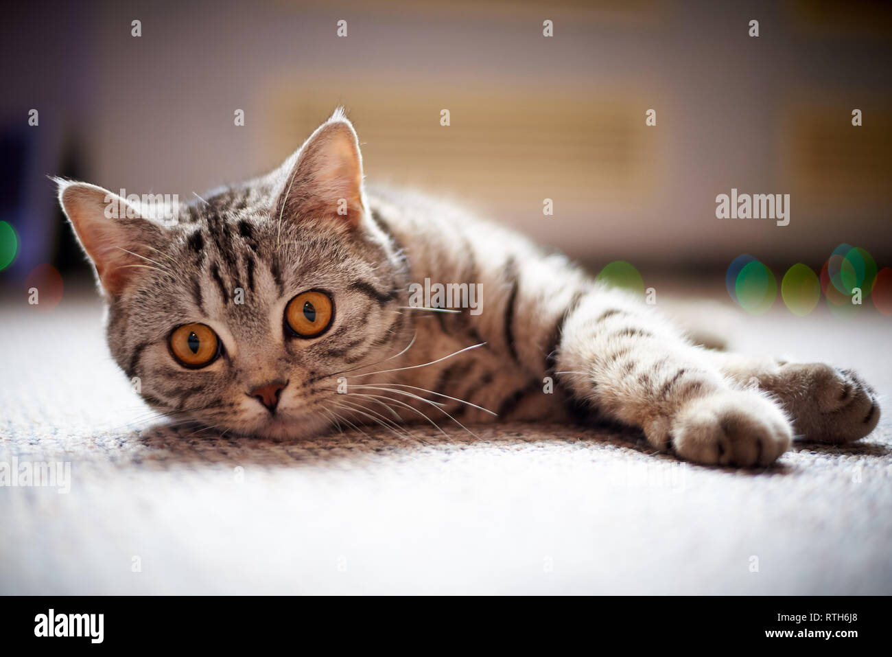 Cute cat lying on the floor on a blurred background with bokeh Stock ...